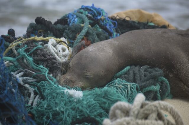 Ρωσία: Σε δίχτυα ψαράδων πέθαναν πιθανότατα οι 170 φώκιες