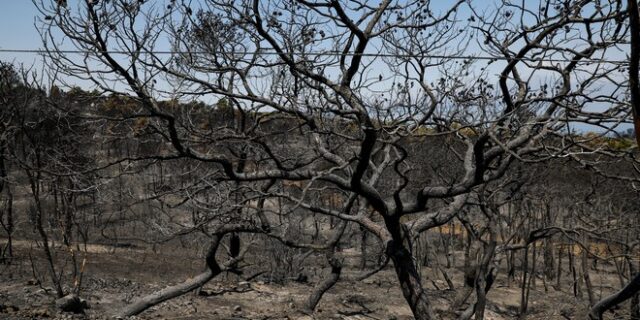 Ακόμη σβήνονται μικροεστίες στα ορεινά των Γερανείων – 60.000 στρέμματα έγιναν στάχτη