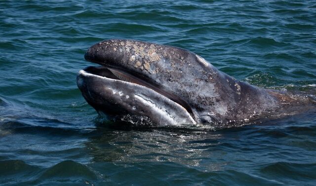 Γκρίζα φάλαινα του Ειρηνικού εγκλωβίστηκε στη Μεσόγειο