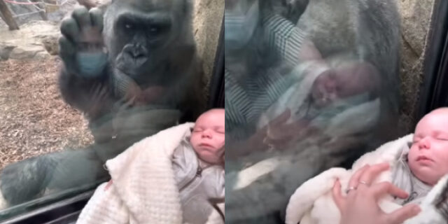 ΗΠΑ: Γορίλας σε ζωολογικό κήπο “ξετρελάθηκε” με βρέφος και έγινε viral