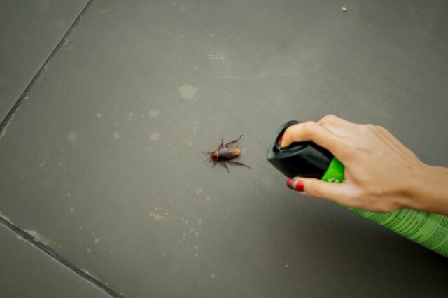 Τι μπορούν να σου προκαλέσουν οι κατσαρίδες – Το πρόβλημα της Θεσσαλονίκης