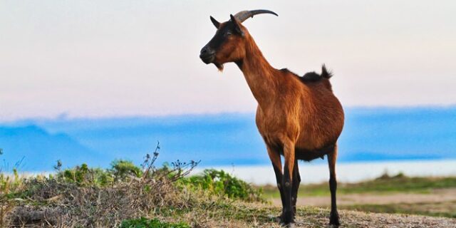 Λέσβος: Τσακώθηκαν για μία κατσίκα και βγήκαν τα μαχαίρια