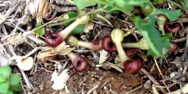 Μόνο στην Ελλάδα: Το λουλούδι που κάνει το νεκρό για να παγιδεύει έντομα