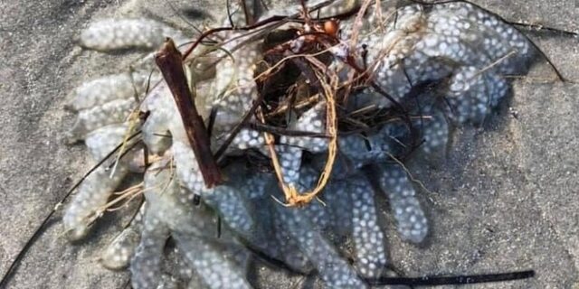 Μυστηριώδης μάζα ξεβράστηκε σε παραλία της Β. Καρολίνας – Κανείς δεν ξέρει τι είναι