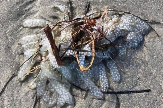 Μυστηριώδης μάζα ξεβράστηκε σε παραλία της Β. Καρολίνας – Κανείς δεν ξέρει τι είναι