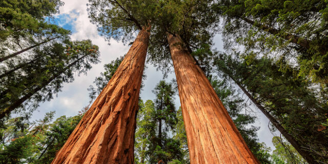 ΗΠΑ: Ένα γιγάντιο δέντρο σεκόγια εξακολουθεί να καίγεται από το καλοκαίρι του 2020