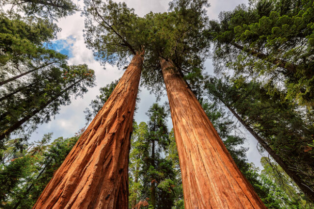 ΗΠΑ: Ένα γιγάντιο δέντρο σεκόγια εξακολουθεί να καίγεται από το καλοκαίρι του 2020