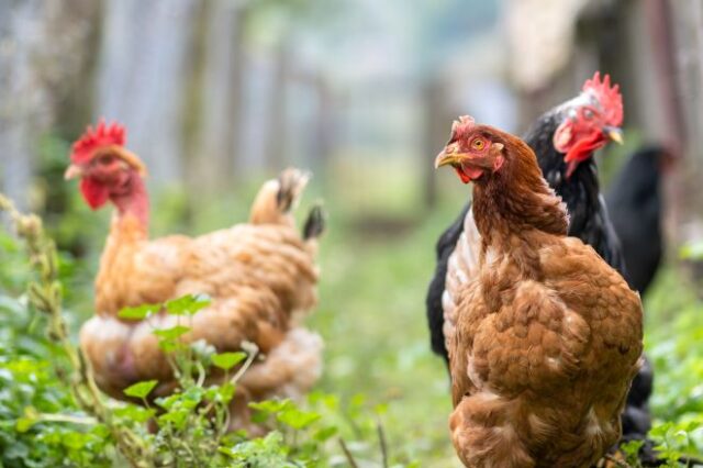ΗΠΑ: Αύξηση των κρουσμάτων σαλμονέλωσης – “Μην αγκαλιάζετε τις κότες σας”