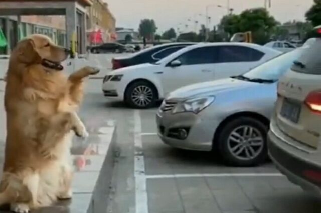 Σκύλος-παρκαδόρος καθοδηγεί με ακρίβεια χιλιοστού