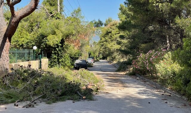 Κίνδυνος φωτιάς: Κλαδιά, κουκουνάρια και σκουπίδια – Τι είδαμε στα βόρεια προάστια