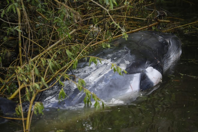 Βρετανία: Ανησυχία για νεαρή φάλαινα που έχει χαθεί στον Τάμεση