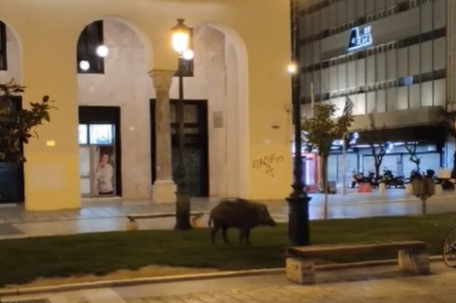 Θεσσαλονίκη: Αγριογούρουνο βγήκε βόλτα στην πλατεία Αριστοτέλους