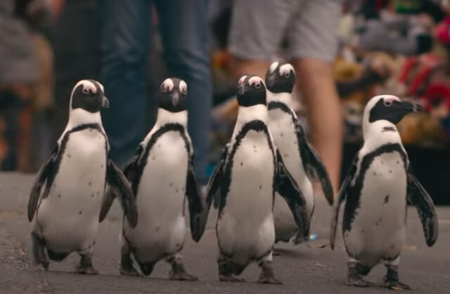 Netflix: Νέο ντοκιμαντέρ με πρωταγωνιστές πιγκουίνους – Το ξεκαρδιστικό trailer