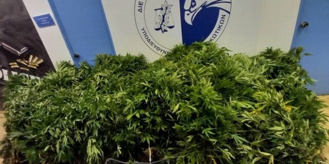 Κάλαμος: Εντοπίστηκε χασισοφυτεία – Εξαρθρώθηκε κύκλωμα ναρκωτικών