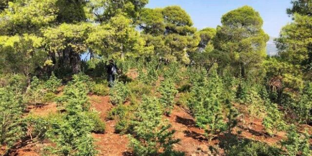Πύργος: Εντοπίστηκε φυτεία κάνναβης με 4.325 δενδρύλλια και φυτά