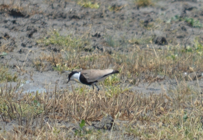 Εθεάθη ο αγκαθοκαλημάνας: Το σπάνιο πουλί βρέθηκε στη λίμνη Κάρλα
