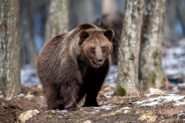 Σλοβακία: Αρκούδα σκότωσε 57χρονο – Η πρώτη θανατηφόρα επίθεση εδώ και έναν αιώνα