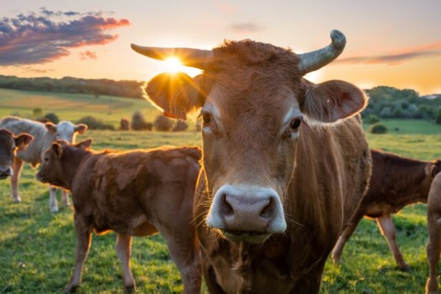 ΗΠΑ: Αποδίδουν χάρη σε αγελάδα που το είχε σκάσει από σφαγείο