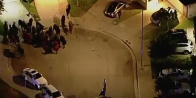 ΗΠΑ: 40 αγελάδες το ‘σκασαν και περιφέρονταν ανέμελες στο Λος Άντζελες