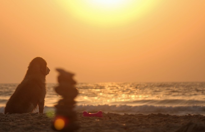 Καύσωνας: Ποιοι σκύλοι κινδυνεύουν περισσότερο να πάθουν θερμοπληξία