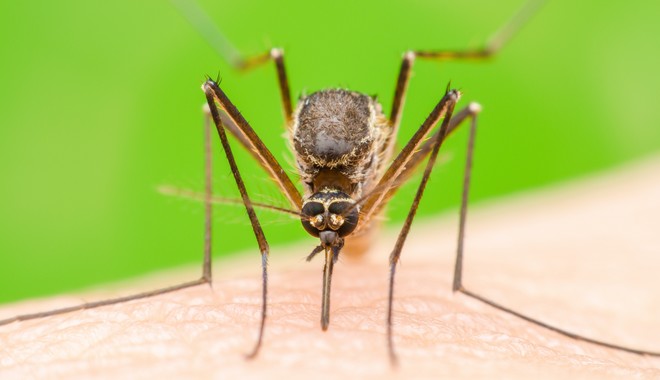 Γιατί “βουίζουν” τα κουνούπια στα αυτιά μας;