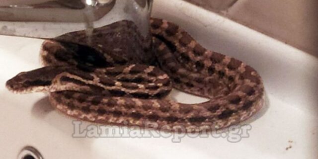 Τρομακτικό: Βρήκε φίδι στο νιπτήρα του σπιτιού του στη Λαμία