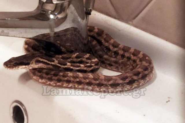 Τρομακτικό: Βρήκε φίδι στο νιπτήρα του σπιτιού του στη Λαμία