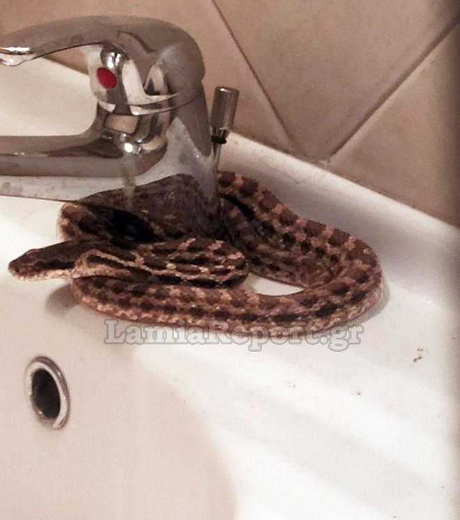 Τρομακτικό: Βρήκε φίδι στο νιπτήρα του σπιτιού του στη Λαμία