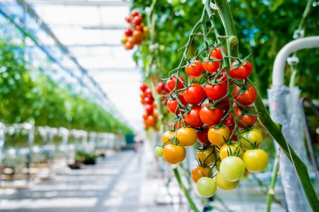 Wonderplant: Οι νέες επενδύσεις του Σπ. Θεοδωρόπουλου στις ντομάτες