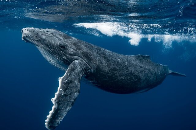Φάλαινα κατάπιε ψαρά και μετά τον “έφτυσε” – Πώς γλίτωσε