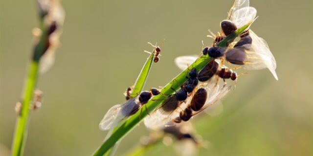 Euro 2020: Ιπτάμενα μυρμήγκια “απειλούν” τον τελικό στο Γουέμπλεϊ
