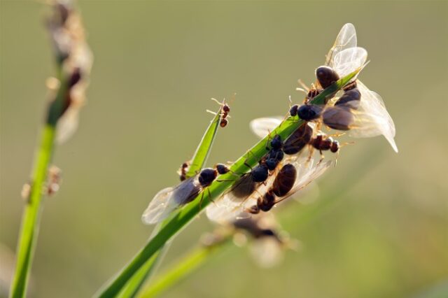 Euro 2020: Ιπτάμενα μυρμήγκια “απειλούν” τον τελικό στο Γουέμπλεϊ