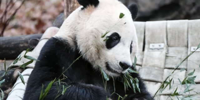 Τα γιγαντιαία pandas δεν είναι πλέον υπό εξαφάνιση, αλλά ακόμα απειλούνται