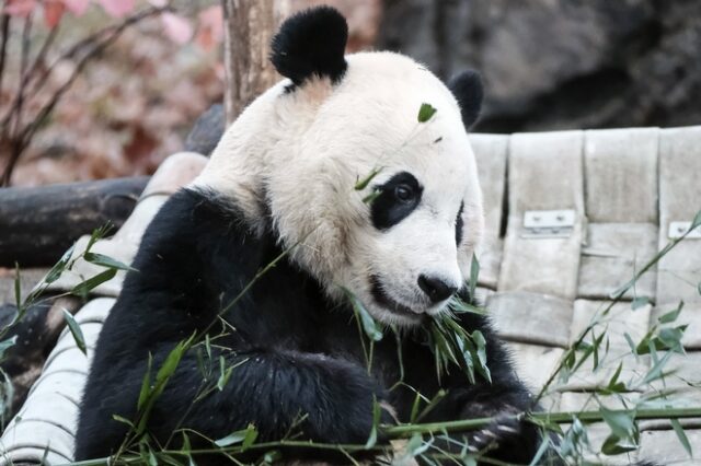 Τα γιγαντιαία pandas δεν είναι πλέον υπό εξαφάνιση, αλλά ακόμα απειλούνται