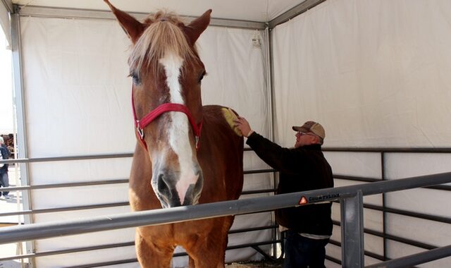 Απεβίωσε ο “Μεγάλος Tζέικ”, το ψηλότερο άλογο στον κόσμο