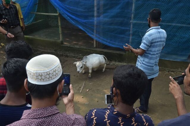 Μπανγκλαντές: Κοσμοσυρροή σε φάρμα για τη μικρότερη αγελάδα του κόσμου