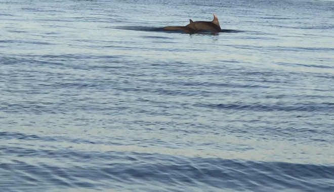 Θεσσαλονίκη: Δύο ζευγάρια δελφινιών τράβηξαν τα βλέμματα στην παραλία