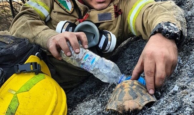 Αχαϊα: Viral η φωτογραφία του πυροσβέστη που φροντίζει χελώνα
