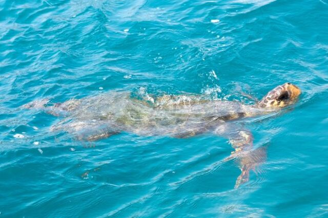 Μοναδικές εικόνες στο Αντίρριο: Χελώνα καρέτα καρέτα κολυμπά πλάι σε φέρι μποτ