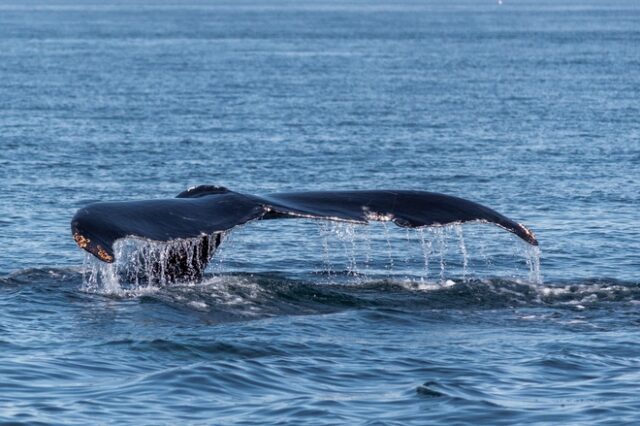 Μεγάλη Βρετανία: Το Ναυτικό βλάπτει την ακοή φαλαινών και δελφινιών