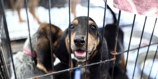 Φωτιές: Συγκινητική προσπάθεια για τη διάσωση και προστασία των πυρόπληκτων ζώων