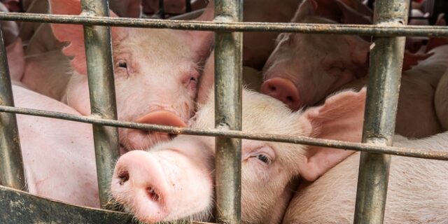 ΜΚΟ: Καταγγέλλουν λαθρεμπόριο όπλων και ναρκωτικών από κτηνοτροφικά πλοία