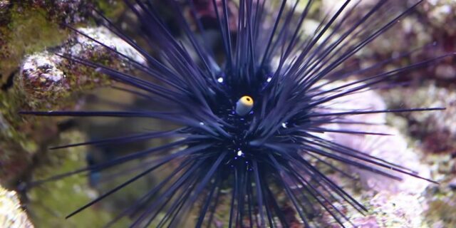 Δηλητηριώδης αχινός “εισέβαλε” στις ελληνικές θάλασσες