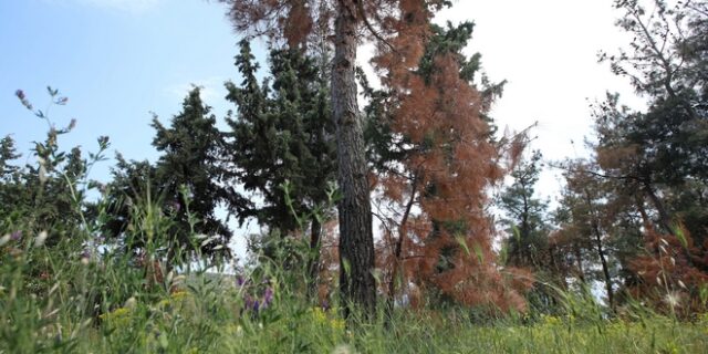 Γυναίκα βρήκε ανθρώπινο σκελετό στο δάσος του Καρέα
