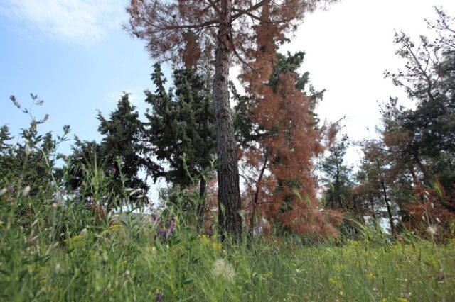 Γυναίκα βρήκε ανθρώπινο σκελετό στο δάσος του Καρέα