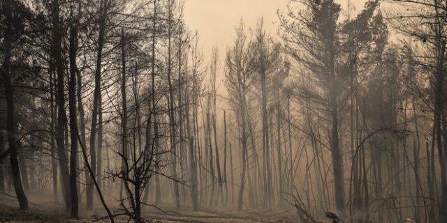 Αποζημιώσεις: Ο ρόλος του Λογαριασμού Κρατικής Αρωγής και η “κληρονομιά” της Ηλείας του 2007