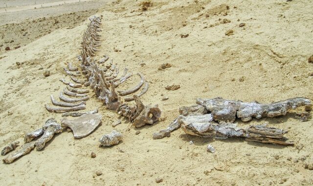 Αίγυπτος: Βρέθηκαν απολιθώματα τετράποδης φάλαινας