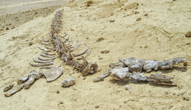 Αίγυπτος: Βρέθηκαν απολιθώματα τετράποδης φάλαινας