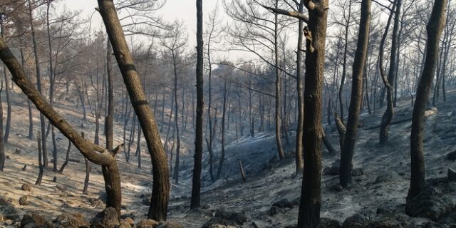 Σε ύφεση οι φωτιές σε Μεσσηνία, Φθιώτιδα – Ενεργοποίηση “Copernicus” για τη Ρόδο