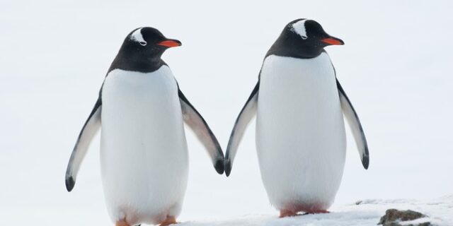 Γκέι πιγκουίνοι σε ενυδρείο της Μελβούρνης είναι έτοιμοι να γίνουν γονείς